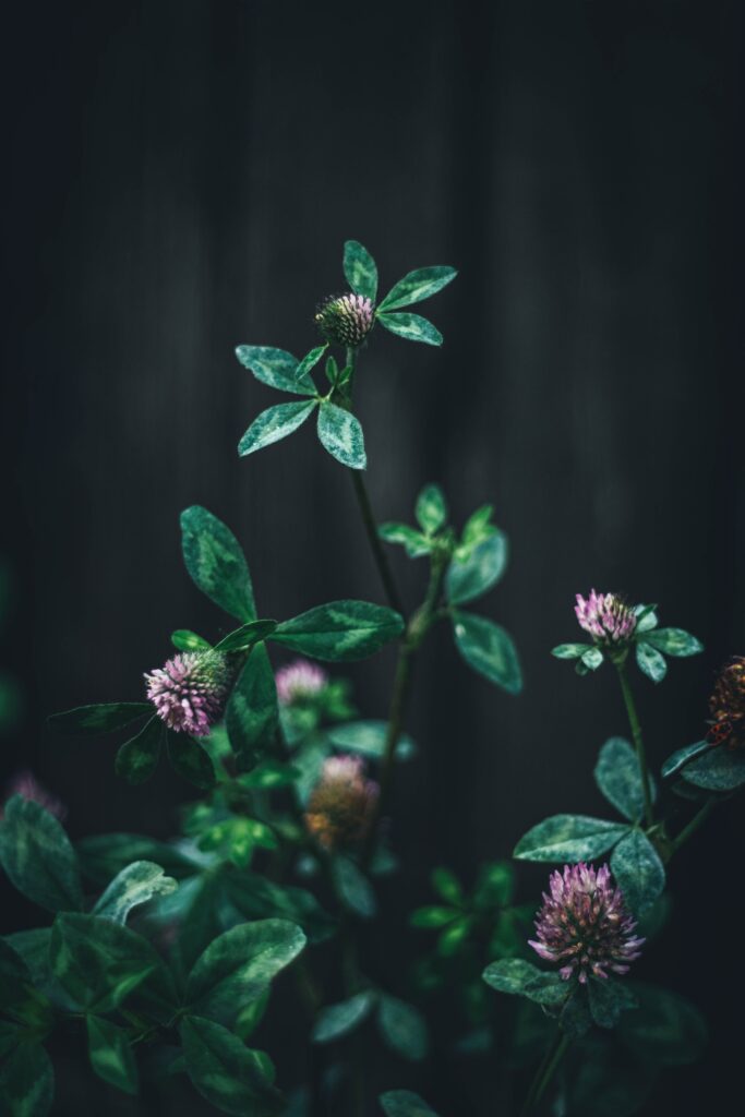 Macro Clover Flowers: Intricate Details & Rich Green Wallpaper
