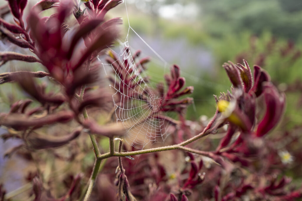 Macro Cobweb Wallpaper: Intricate Design on Red Plant Branches