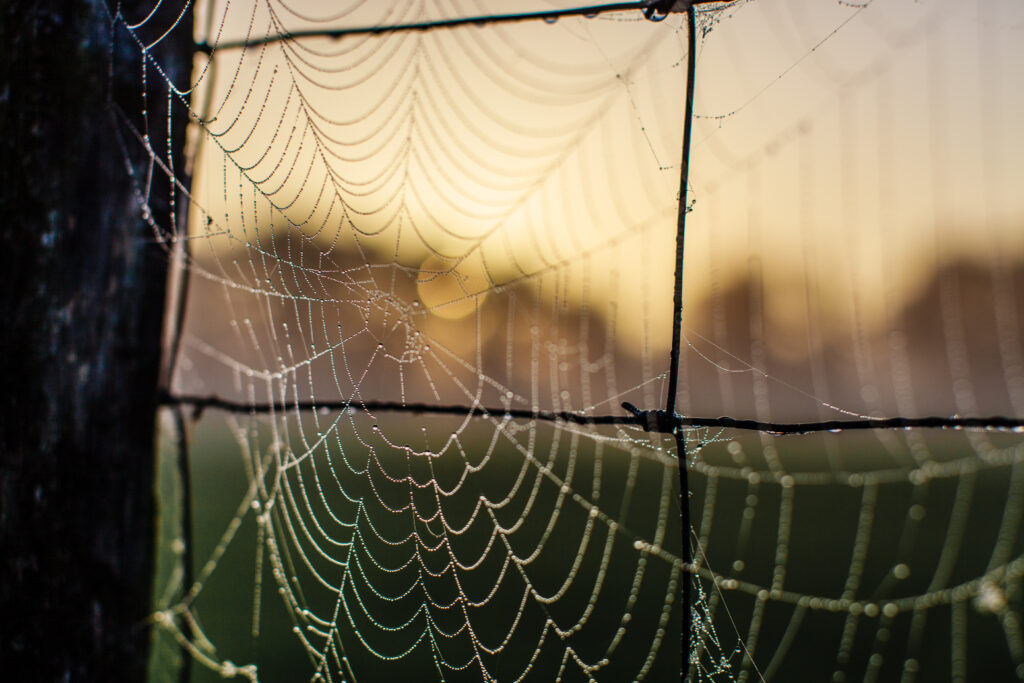 Macro Cobweb with Dewdrops on Fence - Dawn Dusk Wallpaper Background