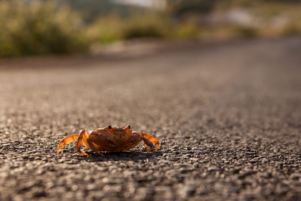 Macro Crab on Asphalt: Textured Nature Wallpaper Background