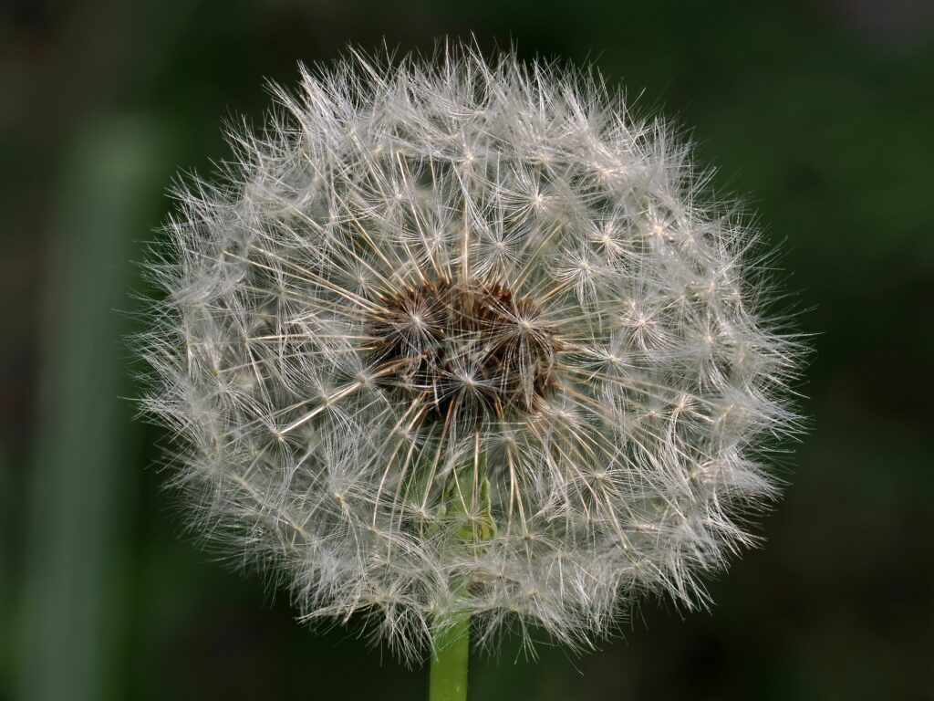 Close-Up Dandelion Macro: Delicate Fluff on Soft Blur Wallpaper
