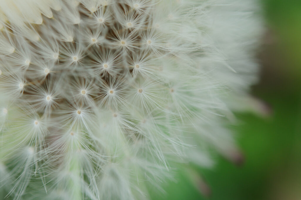 Fluffy Dandelion Macro Shot | Soft Green Wallpaper Background