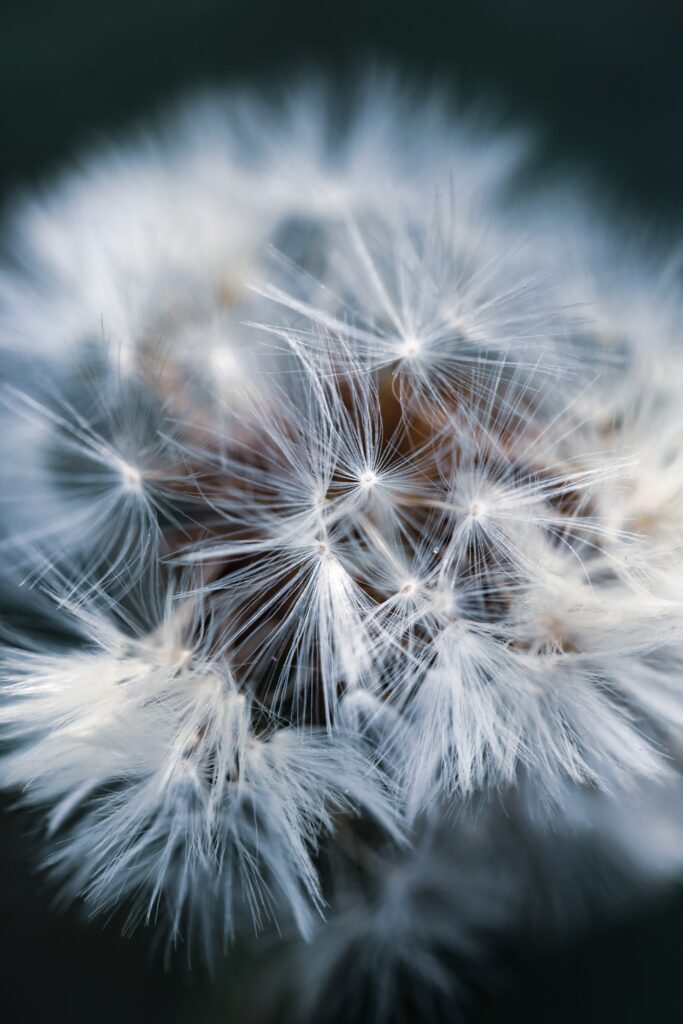 Macro Dandelion Close-Up: Delicate Fluff Wallpaper Background