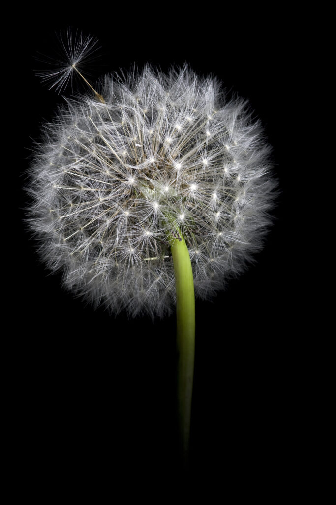 Delicate Dandelion Macro Wallpaper: Intricate White Fluff Background