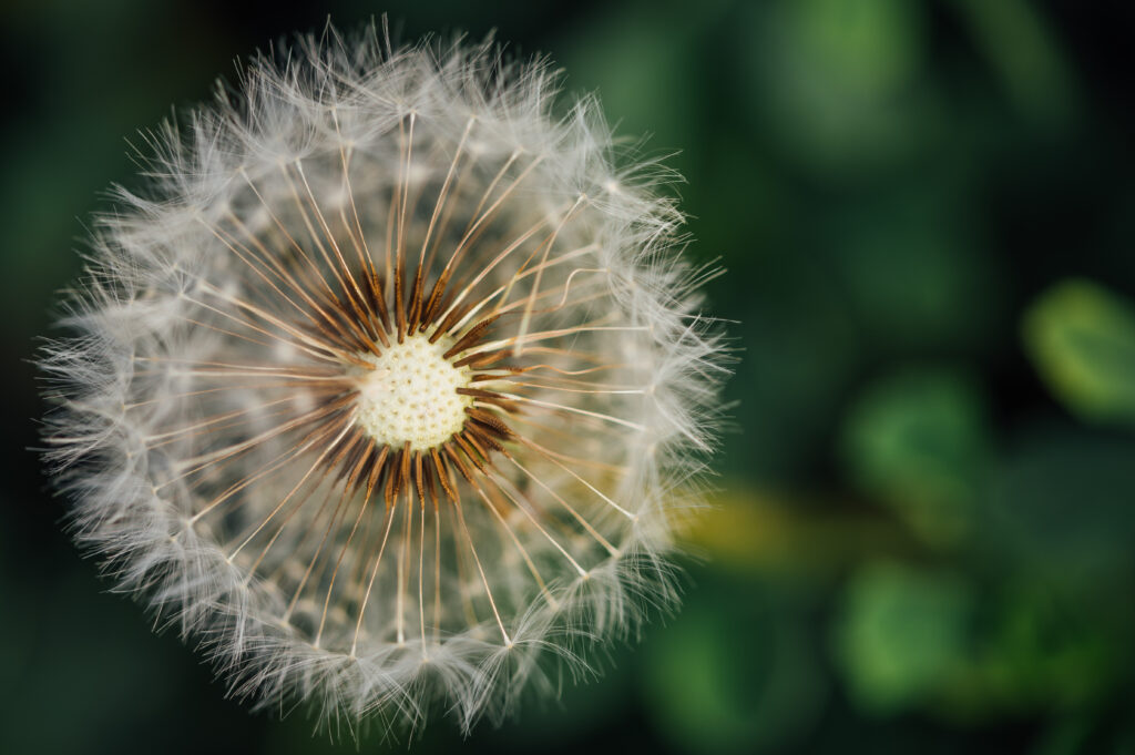 Macro Dandelion Wallpaper: Fluffy Details on a Green Background