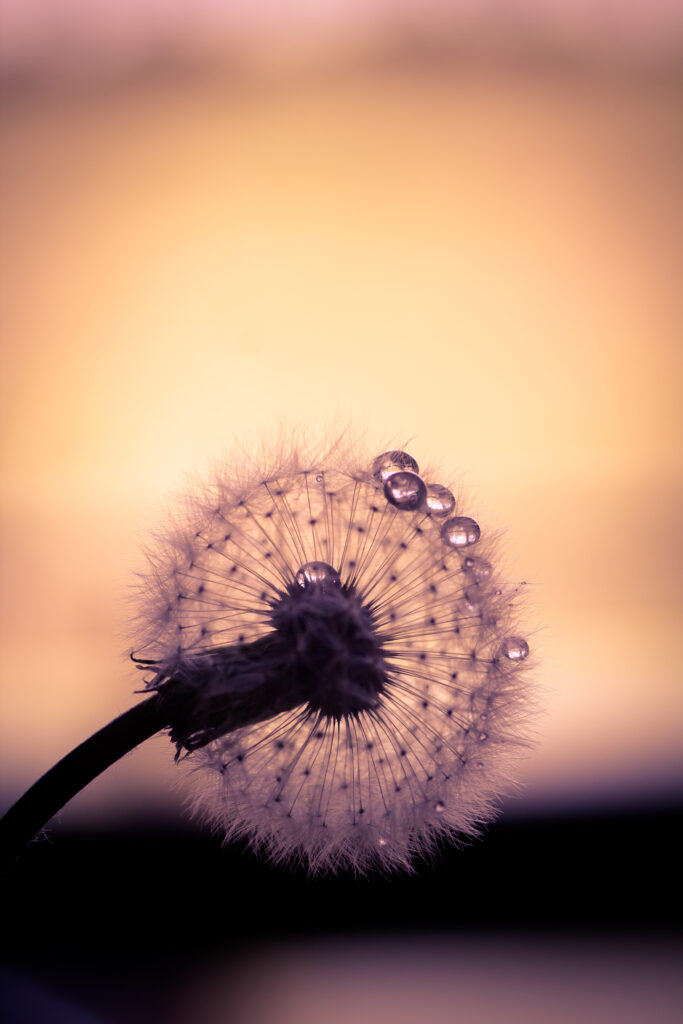 Delicate Dandelion Macro with Water Droplets - Soft Wallpaper Background