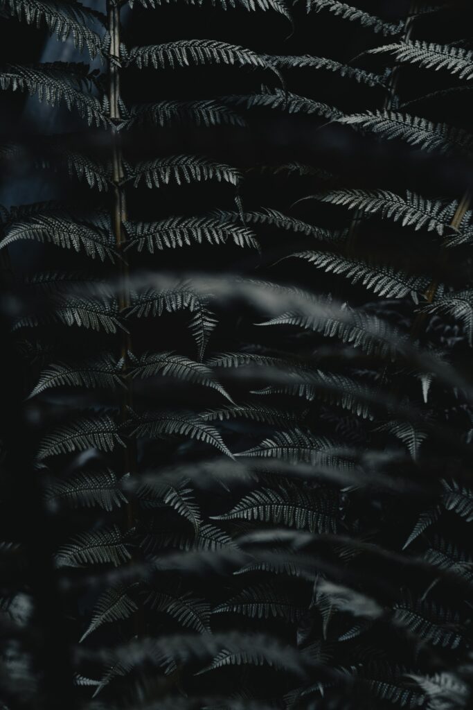 Dark Fern Leaves Macro Wallpaper: Textured Pattern on Black Background
