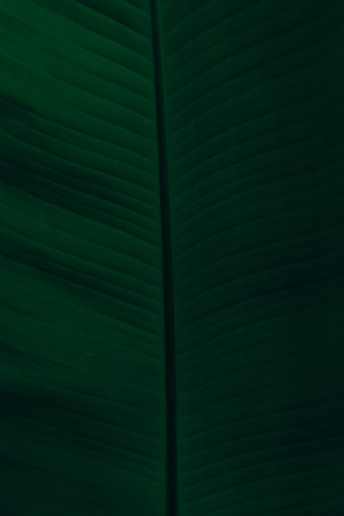 Intricate Dark Green Leaf Macro: Textured Veins Wallpaper Background