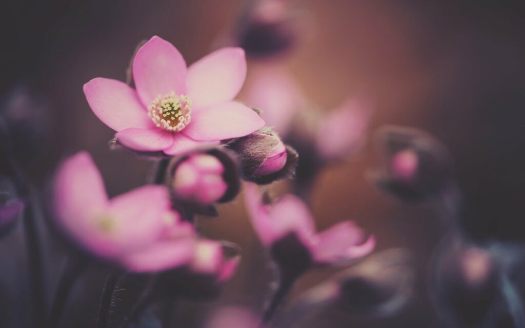 Springscape Blossom: Captivating Macro Shot of Vibrant Pink Petals in HD Floral Wallpaper