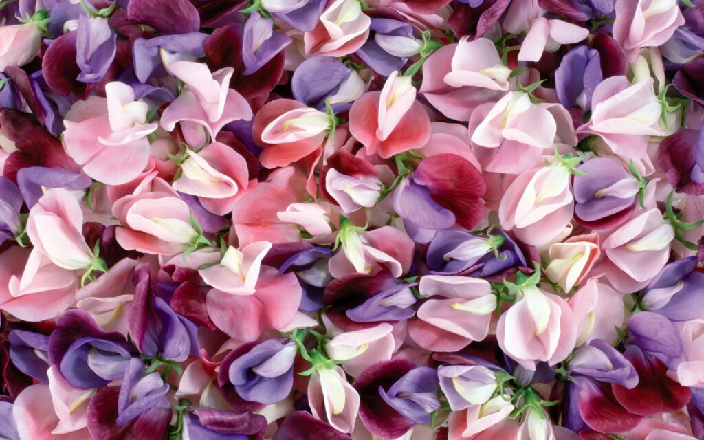 Macro close-up of vibrant sweet pea flowers in violet maroon and pink for floral wallpaper