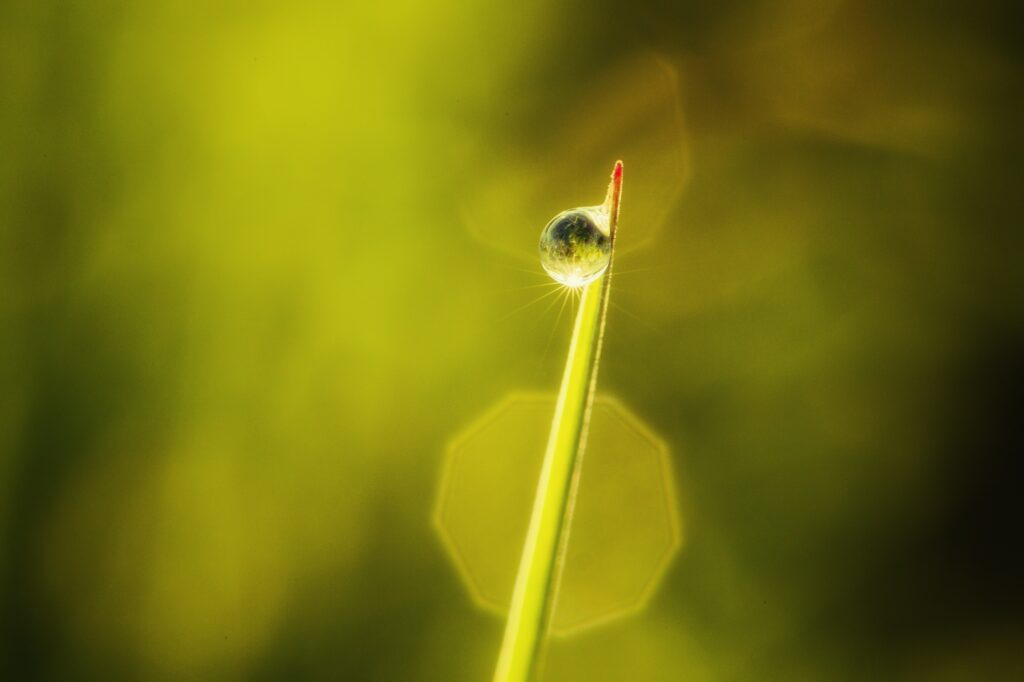 Macro Dewdrop on Leaf: Warm Glow Wallpaper Background