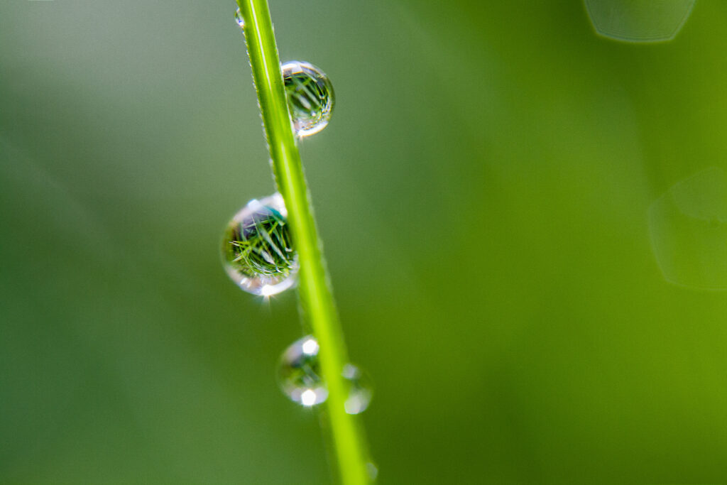 Macro Dewdrops on Grass Blade | Reflective Nature Wallpaper Background