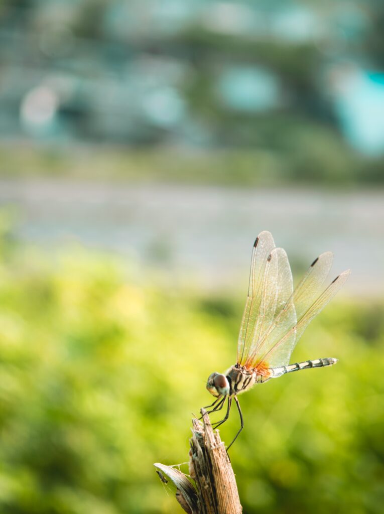 Macro Dragonfly Close-Up: Delicate Wings on a Twig | Wallpaper