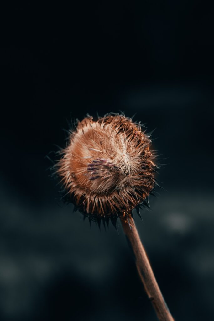 Fluffy Dried Flower Macro: Textured Beauty on Dark Wallpaper Background