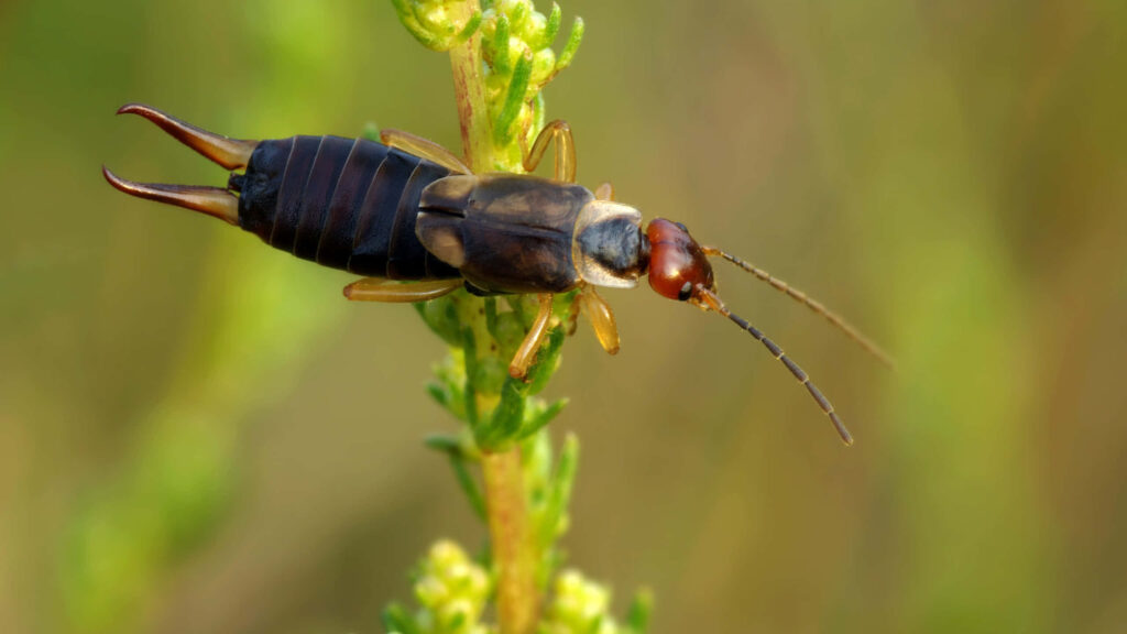 Close-up of glossy brown earwig with pincers on vibrant green plant macro nature wallpaper