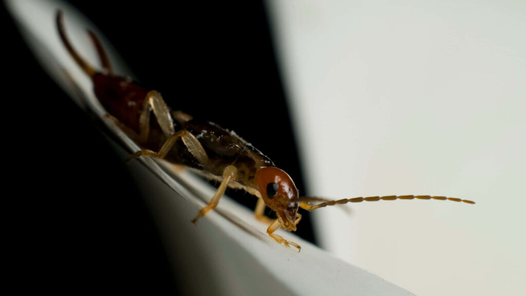 Macro shot of earwig on white surface showing segmented body antennae and pincers in detail Wallpaper