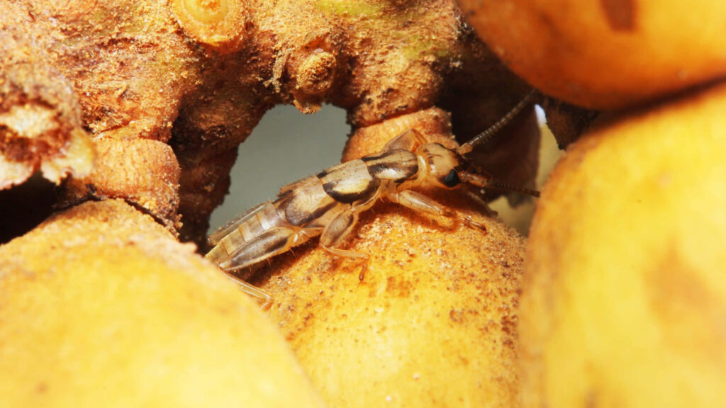 Macro close-up of earwig on textured tree bark showcasing segmented body and antennae details Wallpaper