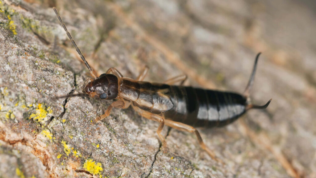 Close-up of earwig on textured tree bark showing segmented body antennae and pincers nature wallpaper