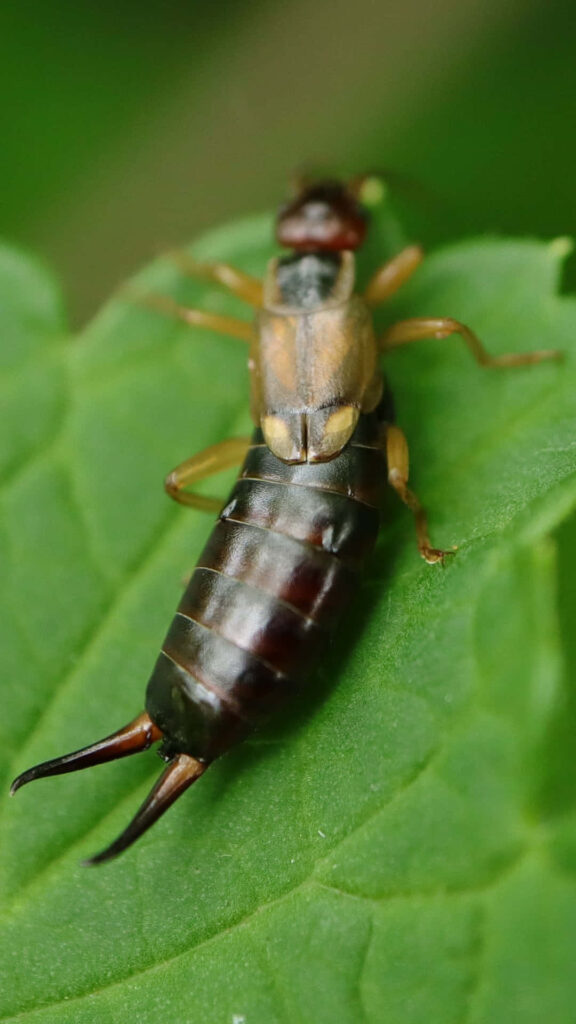 Close-up of glossy brown earwig with pincers resting on vibrant green leaf macro texture background Wallpaper