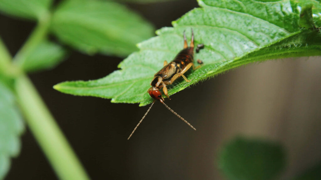 Earwig on vibrant green leaf close-up macro showing detailed slender body and long antennae Wallpaper