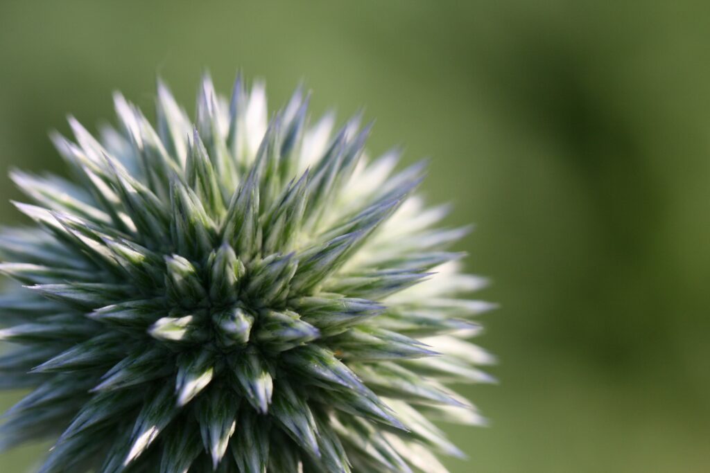 Macro Shot of Echinops Ritro: Spiky Flower Texture Wallpaper