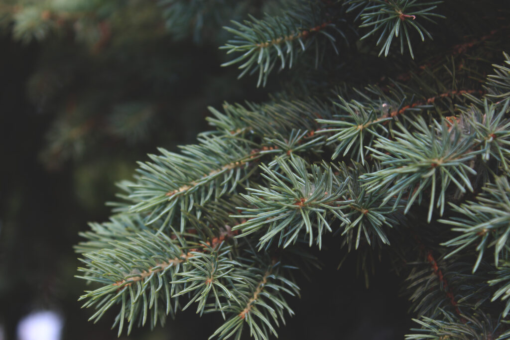 Macro Evergreen Tree Branches: Textured Green Needles Wallpaper