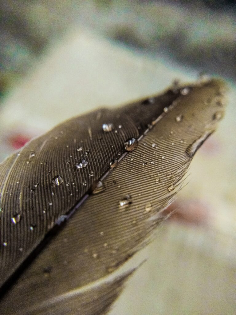 Delicate Feather with Water Droplets - Macro Wallpaper Background