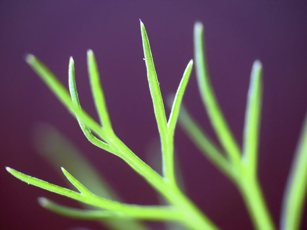 Delicate Fennel Leaves Macro – Stunning Green Wallpaper Background