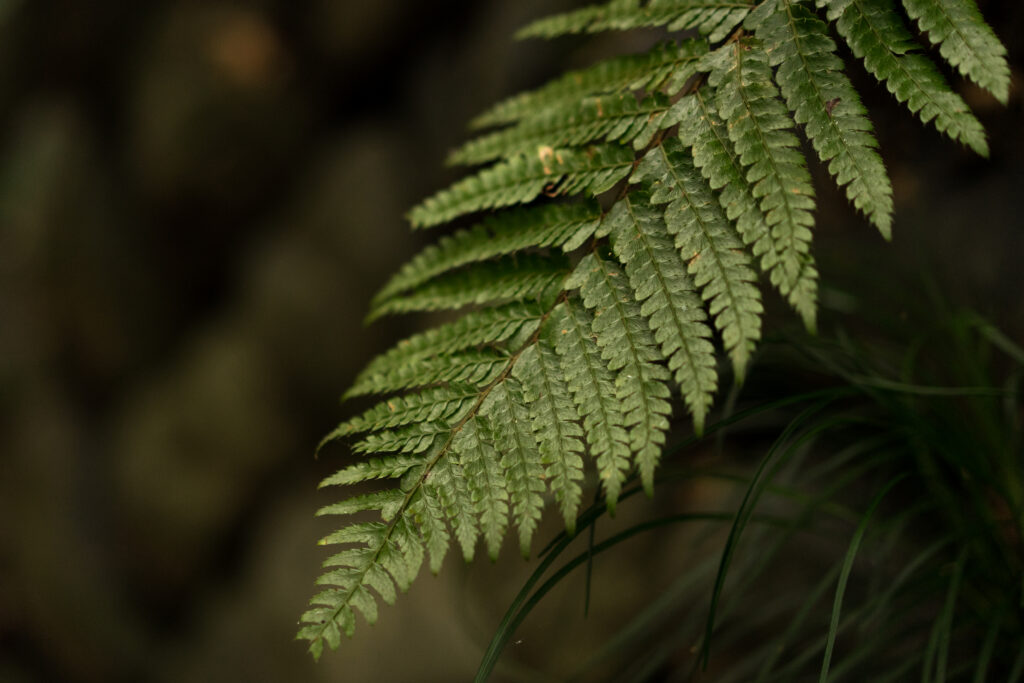 Macro Fern Leaf Close-Up: Intricate Greenery Wallpaper Background