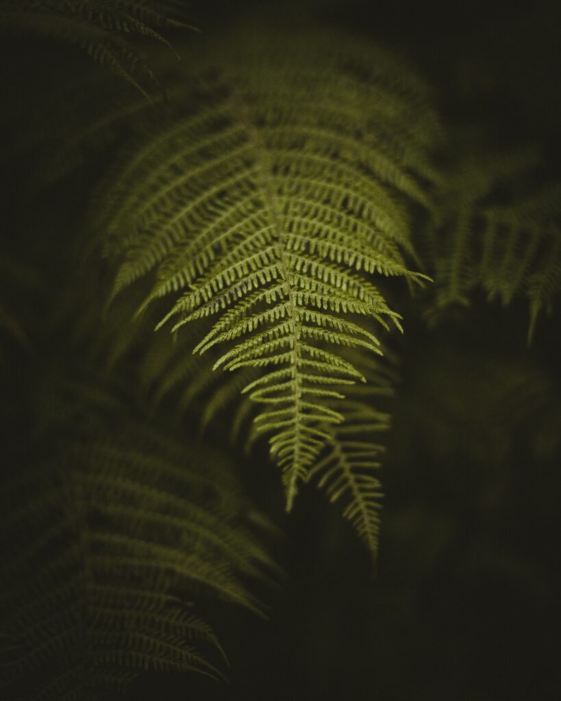 Close-up macro of intricate green fern leaf patterns with soft natural tones on dark background Wallpaper