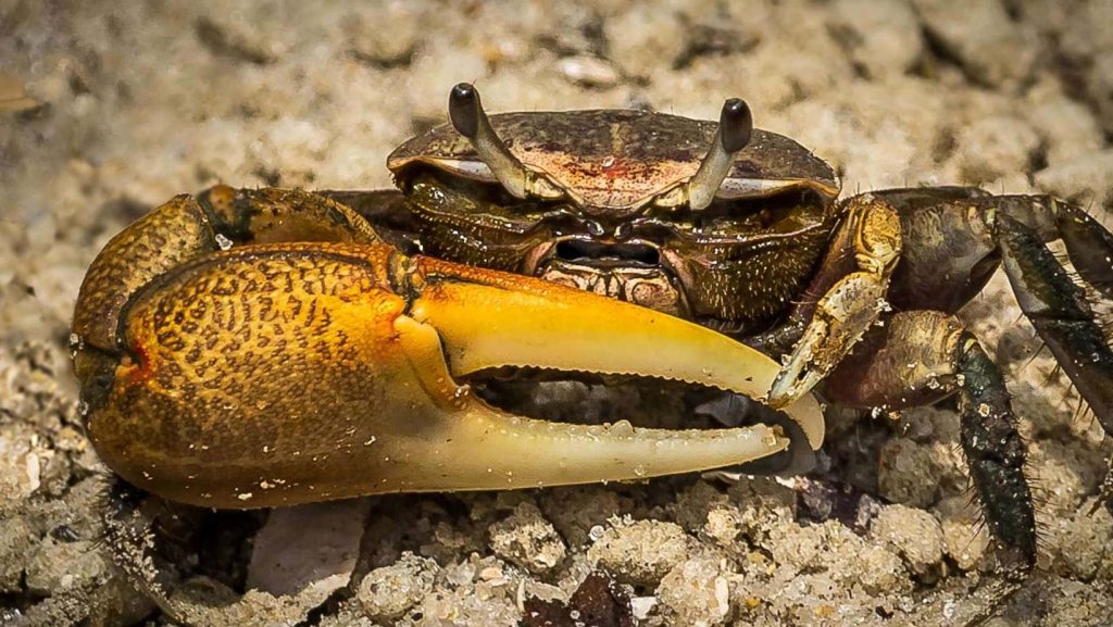 Macro shot of male fiddler crab with large golden claw on sandy mudflats wildlife wallpaper