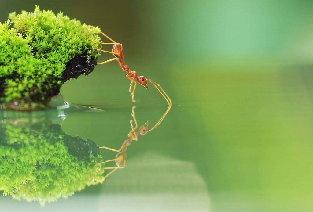 Macro shot of vibrant red fire ant on mossy rock with clear water reflection background Wallpaper