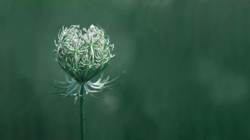 Macro Photo of Closed Flower Bud with Blurred Green Background Wallpaper