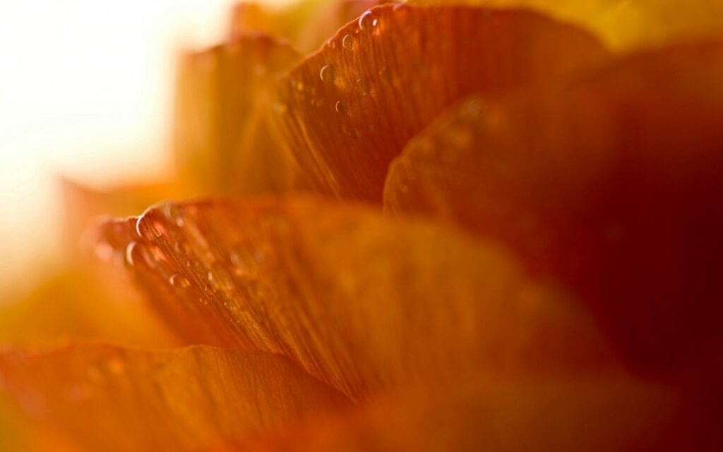 Close-Up Macro Flower Wallpaper: Vibrant Orange Petals & Water Drops