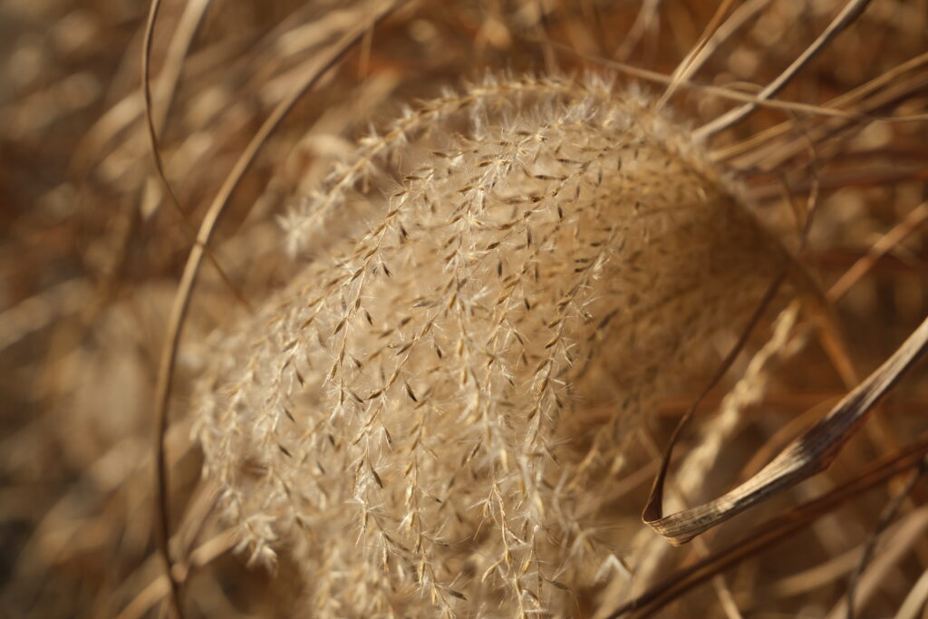 Macro Shot of Fluffy Brown Plant Wallpaper - Delicate Textures