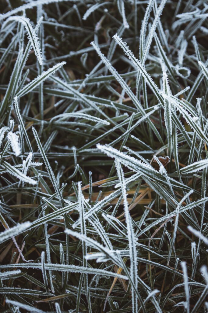 Frost-Covered Grass: Macro Beauty for Winter Wallpaper Background