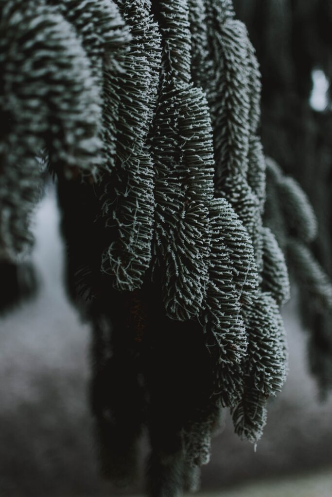 Frost-Covered Spruce Macro: Intricate Ice Crystals Wallpaper Background