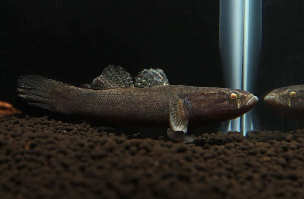 Macro photo of dark brown Goby fish on granular aquarium substrate with black background Wallpaper
