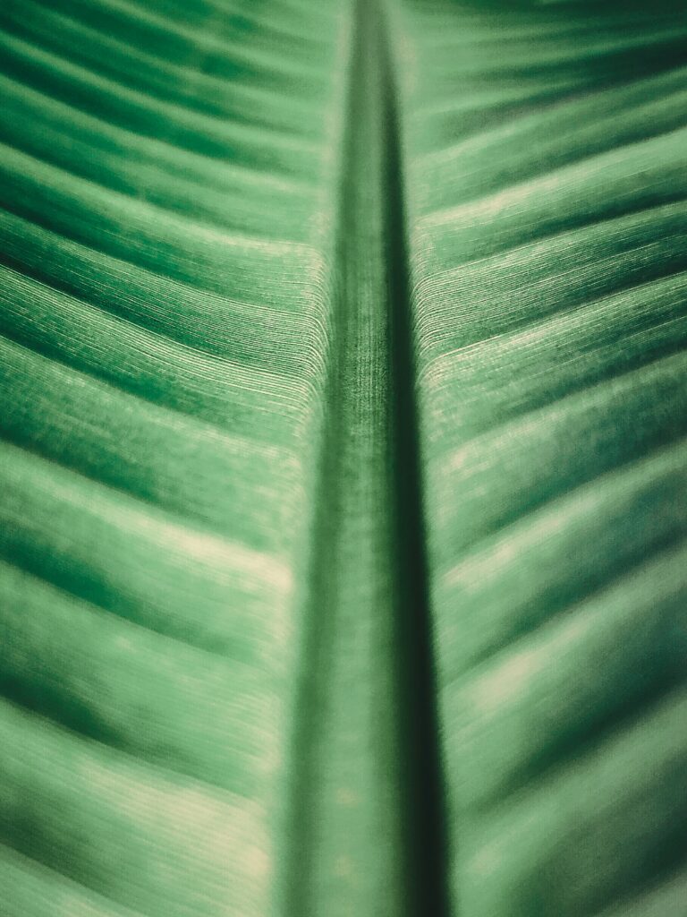 Macro Shot of Green Leaf Veins - Nature Wallpaper Background