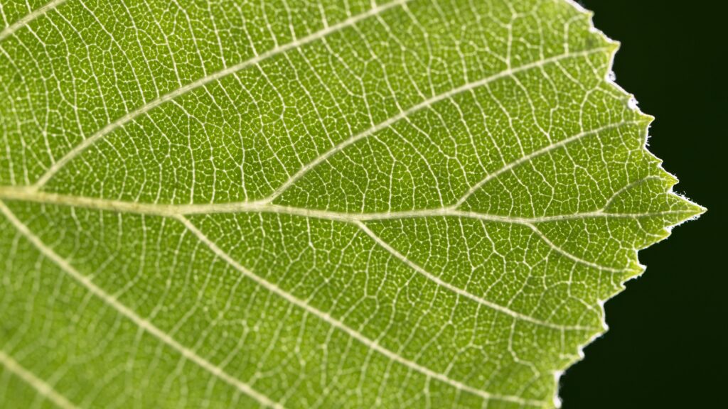 Intricate Green Leaf Macro: Detailed Vein Patterns & Natural Texture Wallpaper