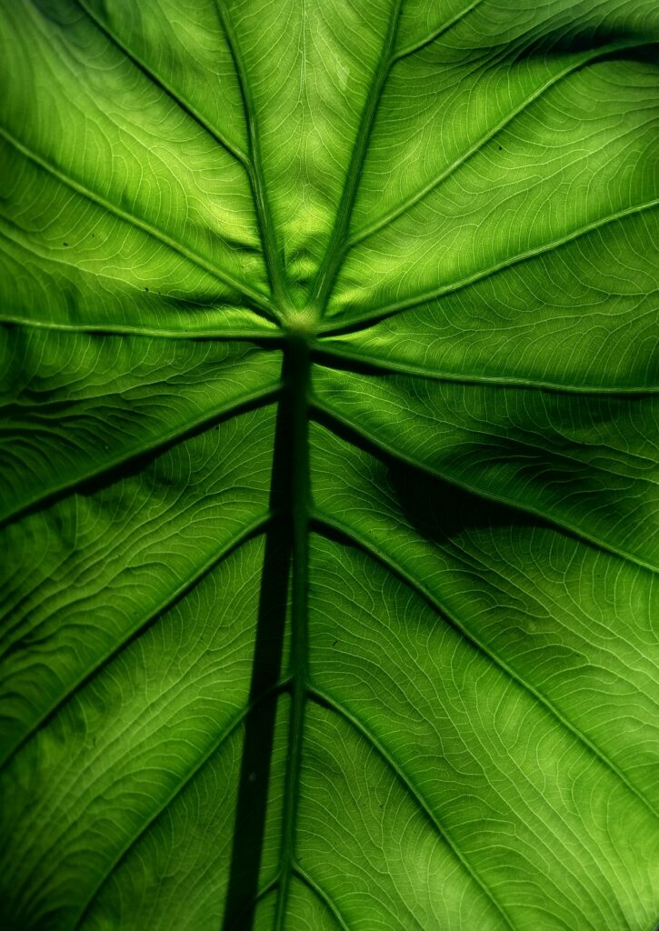 Intricate Green Leaf Macro: Textured Veins Wallpaper Background
