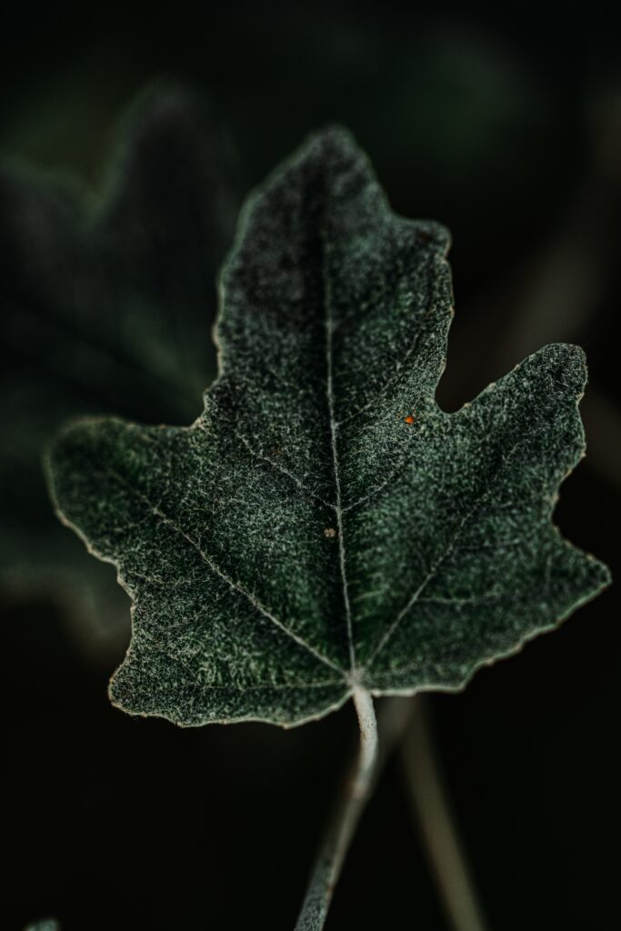 Macro Green Leaf Texture Wallpaper: Intricate Nature Details