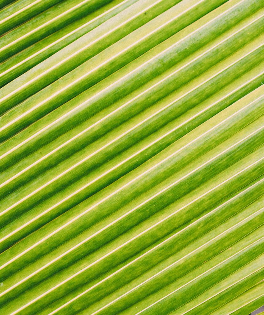 Macro Green Leaf Wallpaper: Detailed Stripes & Texture Background