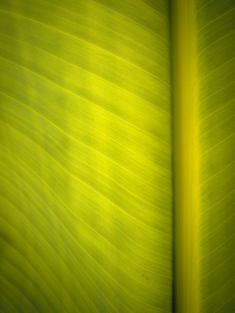Close-Up Green Leaf Wallpaper: Intricate Texture & Veins Background
