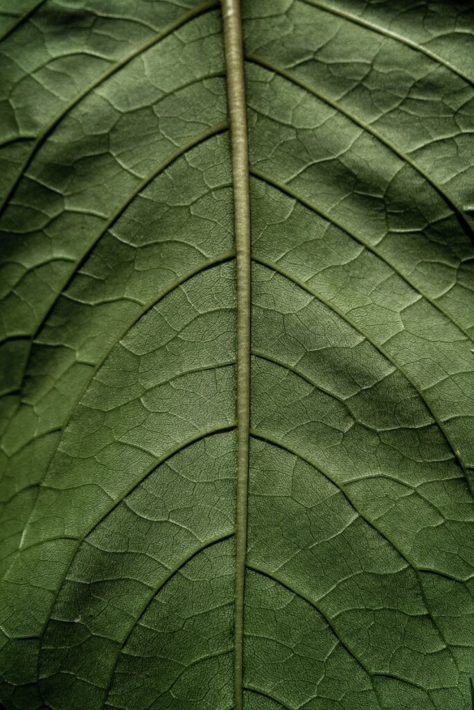Close-Up Macro of Green Leaf Veins - Stunning Wallpaper Background