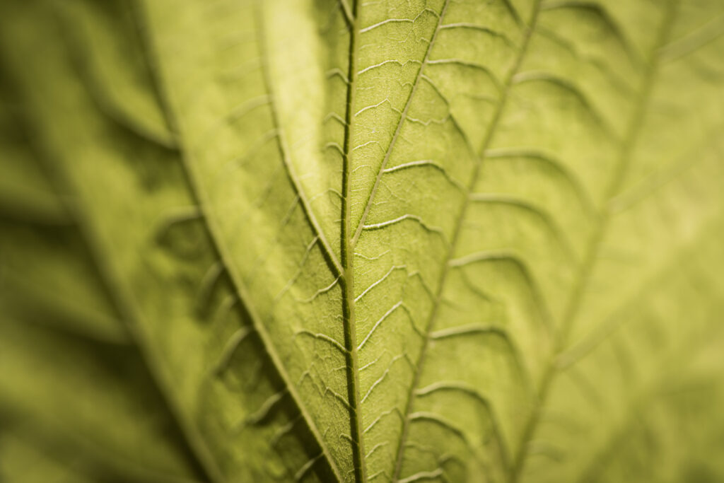 Vibrant Green Leaf Macro Wallpaper: Intricate Vein Patterns Background
