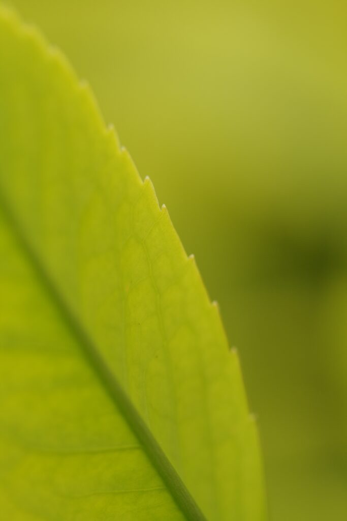 Macro Green Leaf Wallpaper: Intricate Veins & Delicate Texture