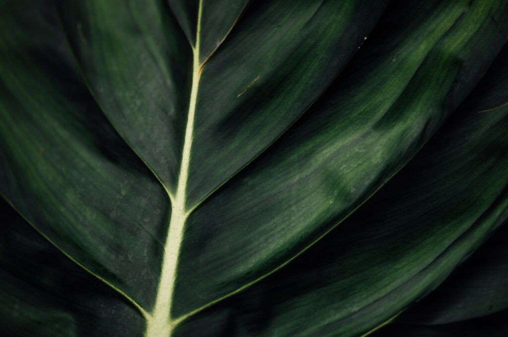 Close-Up Green Leaf Wallpaper: Intricate Veins & Natural Textures