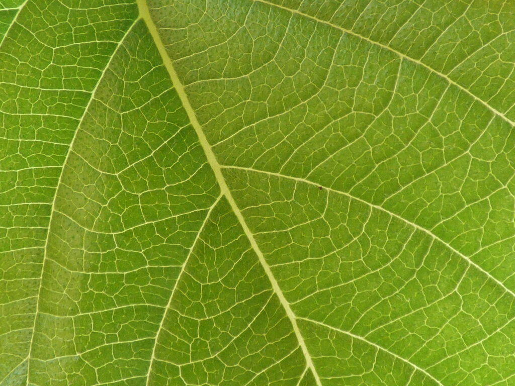 Macro Green Leaf Wallpaper: Intricate Veins & Textured Background