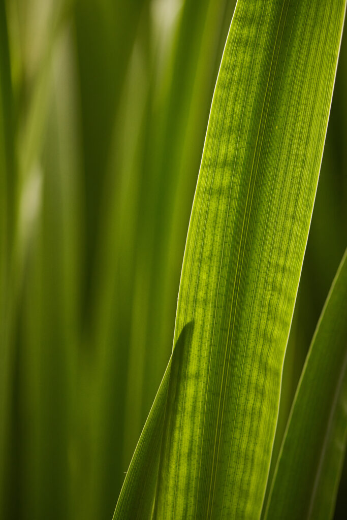 Macro Green Leaf Wallpaper: Intricate Veins & Texture Background